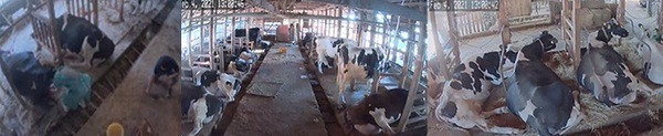 酪農にスマートICT、IoTカメラが牛を見守りAIが分析　巡回の省力化/牛の健康管理に働き方改革　神奈川県でNTT東日本ら