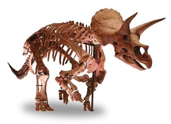 “世界で最も完全で美しい”トリケラトプスの実物全身骨格が日本初上陸！ソニーグループ「恐竜科学博」見どころ大紹介