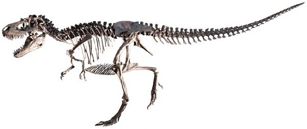 “世界で最も完全で美しい”トリケラトプスの実物全身骨格が日本初上陸！ソニーグループ「恐竜科学博」見どころ大紹介