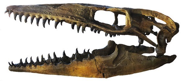 “世界で最も完全で美しい”トリケラトプスの実物全身骨格が日本初上陸！ソニーグループ「恐竜科学博」見どころ大紹介