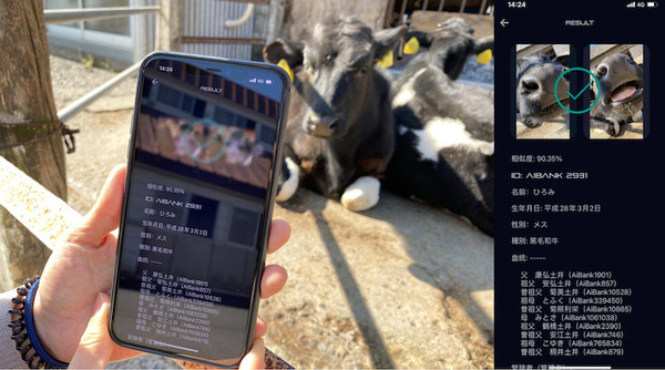 AIが和牛を個体識別する「鼻紋認証技術」AiBank.jpが開発し特許を取得 農家の負担軽減と生産性の向上を狙う