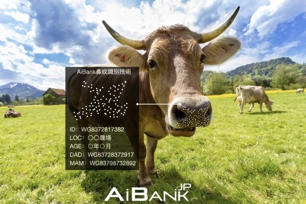 AIが和牛を個体識別する「鼻紋認証技術」AiBank.jpが開発し特許を取得 農家の負担軽減と生産性の向上を狙う