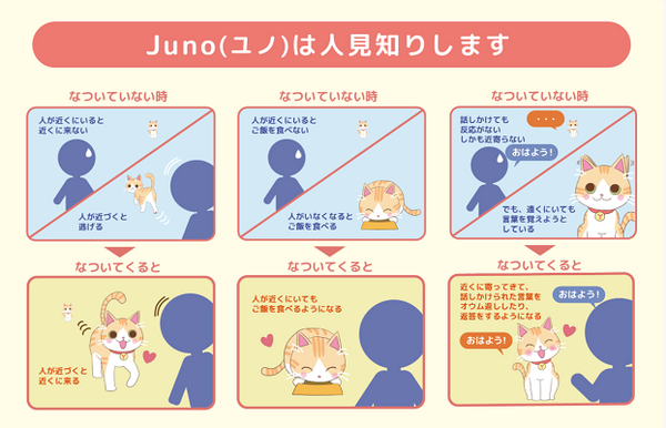 ユピテルの猫型バーチャルペット「Juno」のCMに中村アンさん登場！『日々の成長』篇でJunoと暮らす日々と楽しさを表現