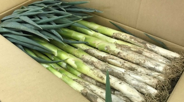 自律走行型農業ロボットを開発するレグミン、埼玉県深谷市で農作業受託サービスを加速　第三者割当増資も実施