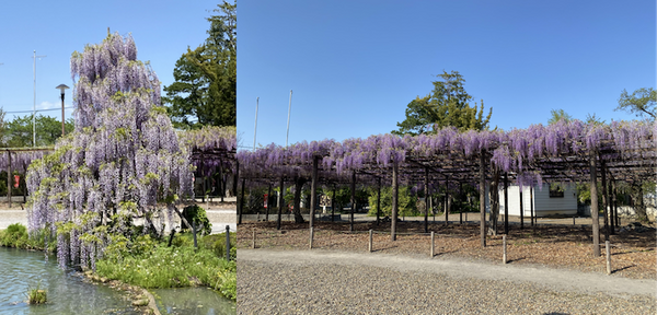 スマート農業のワイズ技研がスマート養蜂「Y’sSmartBee」研究を開始　蜜蜂の行動データを収集し、分蜂や体調管理などを予測