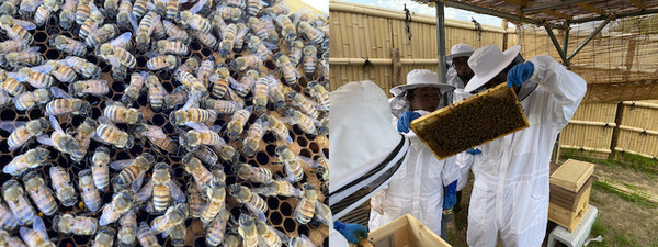 スマート農業のワイズ技研がスマート養蜂「Y’sSmartBee」研究を開始　蜜蜂の行動データを収集し、分蜂や体調管理などを予測