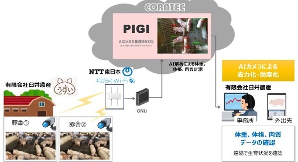 NTT東日本、AIカメラで養豚の体重・体格・肉質を計測する実証実験を神奈川県で開始　品質・生産性向上を目指す