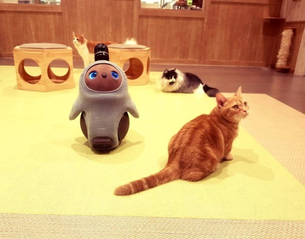 猫と「LOVOT」と自由に遊べる空間が川崎ルフロン内に誕生！モフモフ感満喫の予感 『LOVOT Cafe』でクーポンを配布