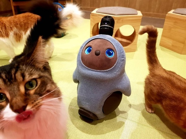 猫と「LOVOT」と自由に遊べる空間が川崎ルフロン内に誕生！モフモフ感満喫の予感 『LOVOT Cafe』でクーポンを配布