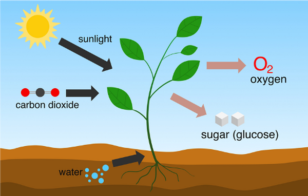 「ひやっしー」で回収したCO2を農業肥料として活用 甘く美味しい野菜や果物の栽培を可能に Happy QualityがCRRAと業務提携