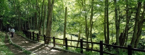 光と音、最新のデジタル技術で楽しむ「カムイルミナ」開催　北海道の大自然とアイヌ文化「阿寒湖の森ナイトウォーク」