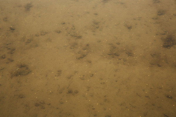 持ち帰り弁当「ほっともっと」のプレナスによるスマート農業 葉色診断で生育状況を見える化 必要箇所に肥料投下