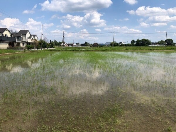 持ち帰り弁当「ほっともっと」のプレナスによるスマート農業 葉色診断で生育状況を見える化 必要箇所に肥料投下