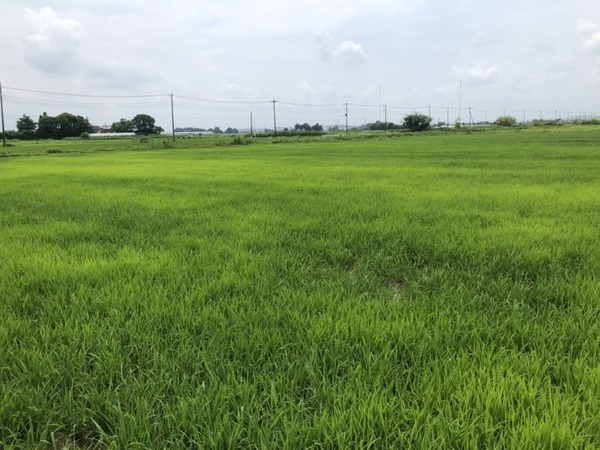 持ち帰り弁当「ほっともっと」のプレナスによるスマート農業 葉色診断で生育状況を見える化 必要箇所に肥料投下