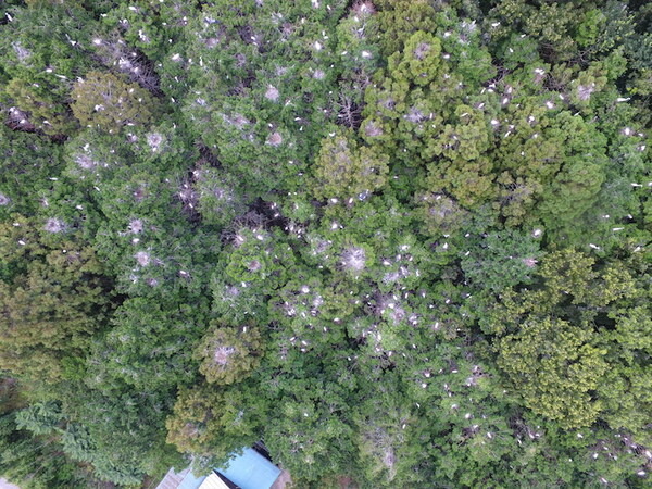 茨城県つくば市内の雑木林に大量繁殖した白鷺をドローンで追い払う 実証実験をJOGAが実施