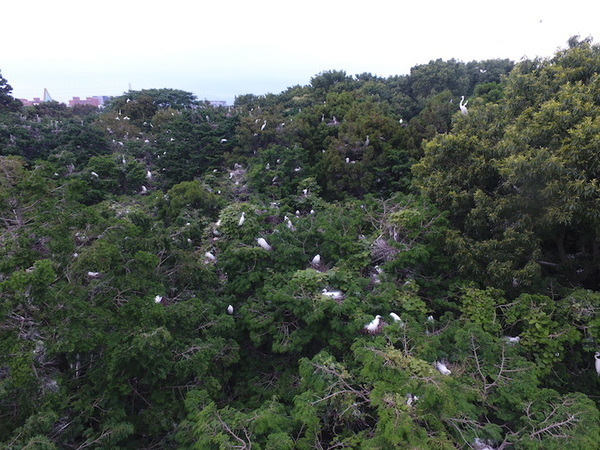 茨城県つくば市内の雑木林に大量繁殖した白鷺をドローンで追い払う 実証実験をJOGAが実施