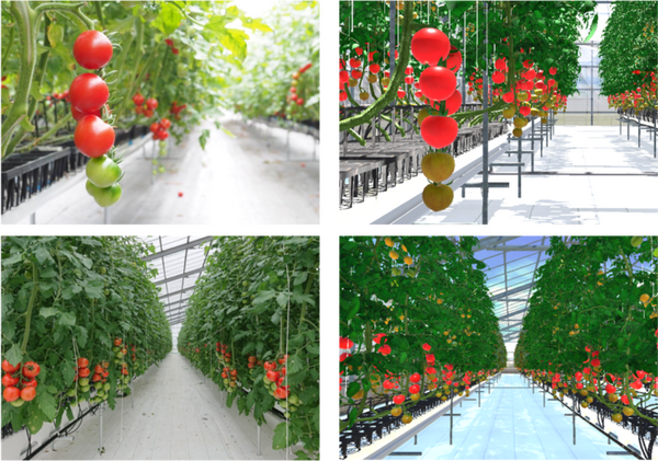 農作物の栽培環境を仮想空間上に完全再現 遠隔栽培指導、AI教師データ生成などのサービスを提供 Happy Qualityとフィトメトリクスが共同開発