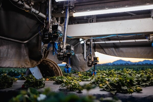 ヤマハ発動機とクボタ、イチゴ収穫ロボットを開発する米スタートアップに追加出資