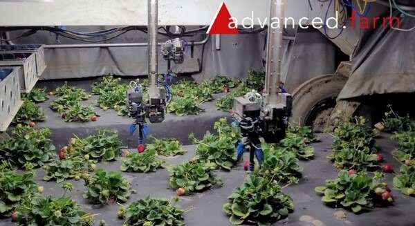 ヤマハ発動機とクボタ、イチゴ収穫ロボットを開発する米スタートアップに追加出資