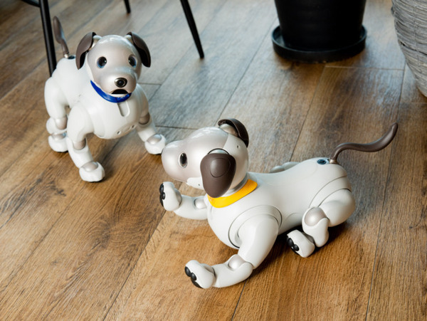 ROBO-UNIが「aiboネーム首輪」を発表　最大6文字のオリジナルネームが印字できるaibo公式ライセンス製品