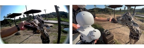 障がいや難病など外出困難な人が分身ロボット「OriHime」でパーク案内や動物紹介　オリィ研究所 × アドベンチャーワールド