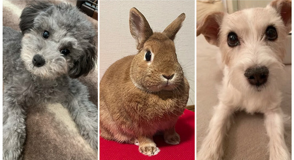 <p>シェア 0 ツイート 0 はてブ 0</p>