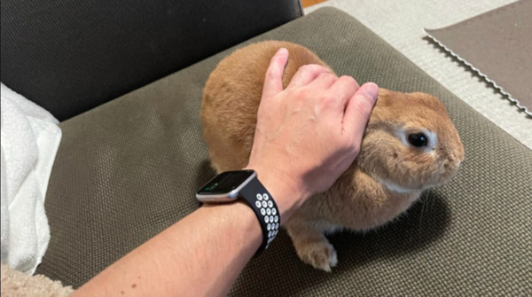 ペットとの生活にEcho ShowやFireタブレットなどAlexaデバイスを活用する方法　Amazonが社員3名の暮らしをブログで公開