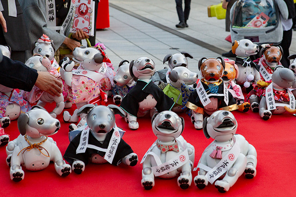 ソニー「アイボの七五三」を神田明神で開催　「二礼二拍手一礼」を覚えたaiboも公開、境内はオーナー達で賑わう