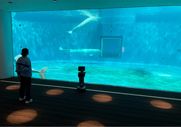 「temi」を利用したリモート校外学習 島根県立しまね海洋館アクアスで実施 江津清和養護学校小学部の5・6年生が参加