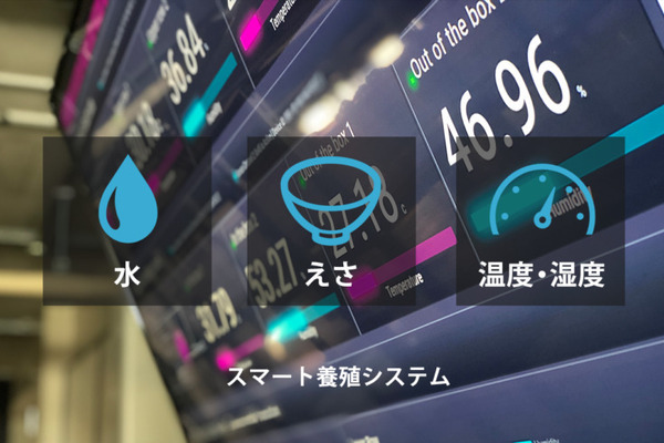 スマート養殖システムでスーパーフード「コオロギ」を増殖 目標は年間250万匹のコオロギを供給 クリケットファーム
