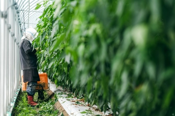 AGRISTがきゅうりの自動収穫ロボットを発表　ピーマン収穫にに次ぐ宮崎県発のスマート農業ロボット第2弾