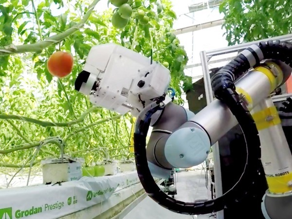 ヤンマー「大玉トマト収穫ロボット」の試作機を出展 独自開発の吸着切断ハンドで収穫を実現「2022国際ロボット展」