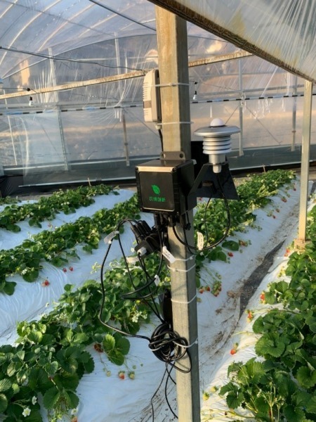 NTT西日本など、高知県佐川町のいちご栽培でAIを活用した実証実験　スマート農業とデータ解析で収穫量の増加と品質向上を目指す