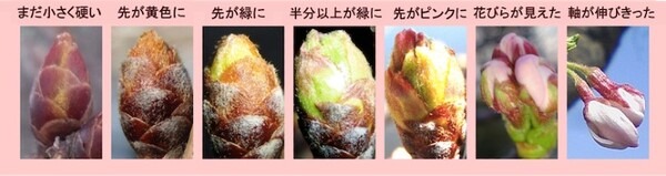 来週末には東京・福岡から桜開花スタート？「桜開花予想」をウェザーニュースアプリ「さくら Ch.」で公開中
