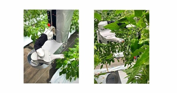 AGRIST ピーマン自動収穫ロボット「L」の最新モデルを発表 2022年秋からレンタルサービスを開始