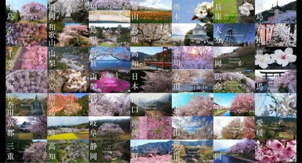 桜マニアが選ぶ「令和の桜」おすすめスポットを紹介　3/27は「オンライン花見」桜ドローンで撮影した桜映像をYouTubeで無料配信