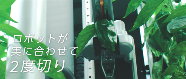 AGRISTのピーマン自動収穫ロボット「L」にNVIDIA「Jetson Nano」搭載　機械学習モデルと「TensorRT」SDKで高精度に検出