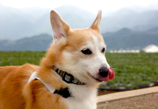 愛犬のこころとからだを見守る首輪型スマートデバイス『イヌパシー・カラー』登場　愛犬の心拍やストレスをスマホで確認