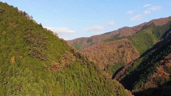 ドローンによる「樹木医リモート診断サービス」 樹林の管理や危険木の発見をドローンで支援