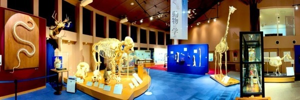 迫力のある動物の骨格展示を学べる・楽しめる 『バーチャルいのちの博物館』 麻布大学が公開