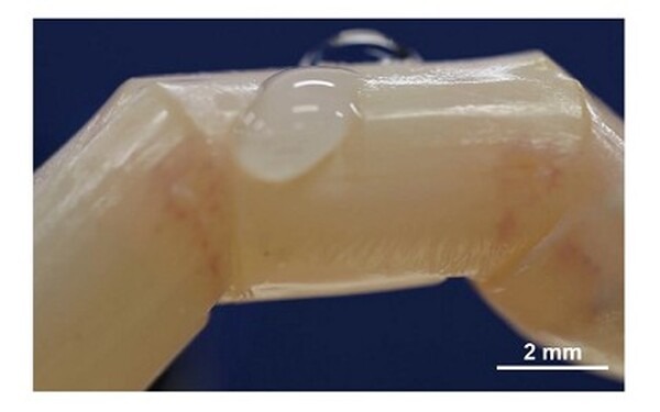 世界初！東大大学院の研究グループが生きた皮膚で覆われた「修復能をもつ培養皮膚付きロボット」の開発に成功