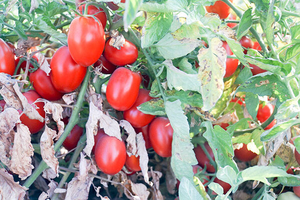 カゴメとNEC、デジタルツインとスマート農業の合弁会社を設立　天気情報/IoT/衛星/AIを活用して加工用トマト農業を営農支援