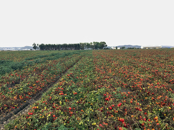 カゴメとNEC、デジタルツインとスマート農業の合弁会社を設立　天気情報/IoT/衛星/AIを活用して加工用トマト農業を営農支援