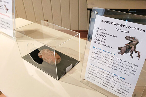 8mの巨大な動くティラノサウルスを大阪・ハーベストの丘が公開！博物館級の標本や触れる化石も展示 「恐竜アドベンチャーフォレスト」