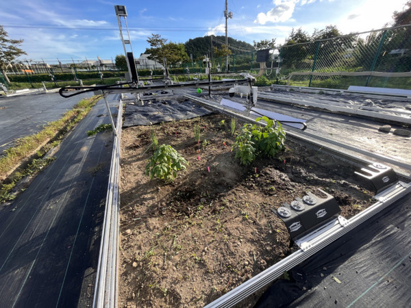 スマート農業を親子で学ぶ「アグリテック体験プログラム」兵庫県姫路市で実施 収穫した野菜は持ち帰り可能