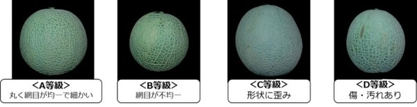 温室メロンの網目の品質を認識する「等級判定AI」静岡大学らが研究開発に成功 生産者の負荷軽減、等級判定技術の継承に貢献