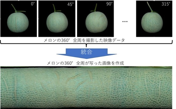 温室メロンの網目の品質を認識する「等級判定AI」静岡大学らが研究開発に成功 生産者の負荷軽減、等級判定技術の継承に貢献
