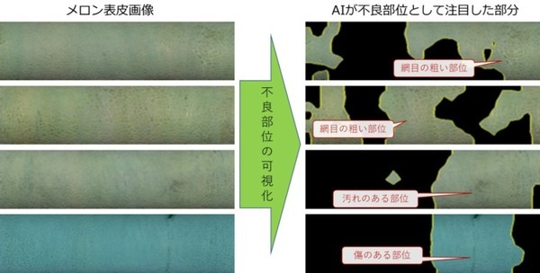 温室メロンの網目の品質を認識する「等級判定AI」静岡大学らが研究開発に成功 生産者の負荷軽減、等級判定技術の継承に貢献