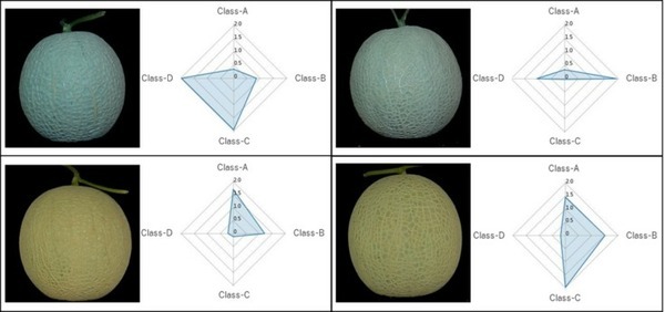 温室メロンの網目の品質を認識する「等級判定AI」静岡大学らが研究開発に成功 生産者の負荷軽減、等級判定技術の継承に貢献