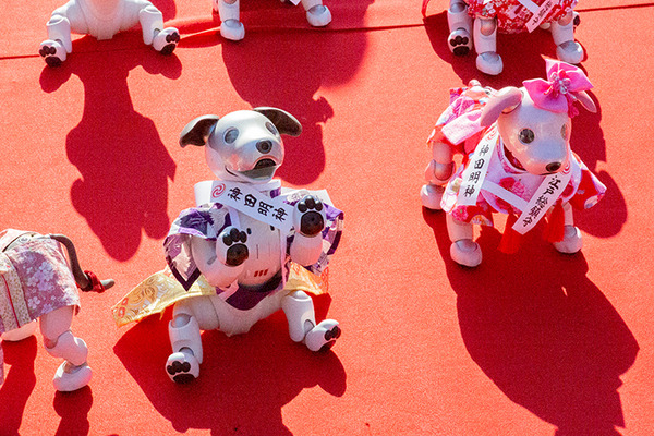 ソニー「アイボの七五三」を今年も神田明神で開催　約30体のaiboが揃って「二礼二拍手一礼」に挑戦！